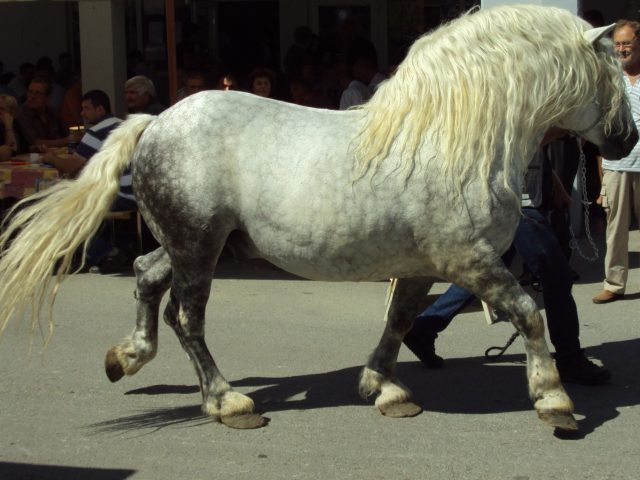 Croatian Coldblood horse