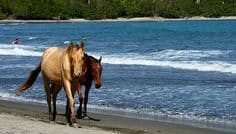 Cuban Paso horse