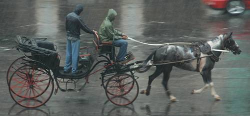 Cuban Pinto horse