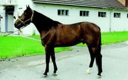 Cuban Trotter horse