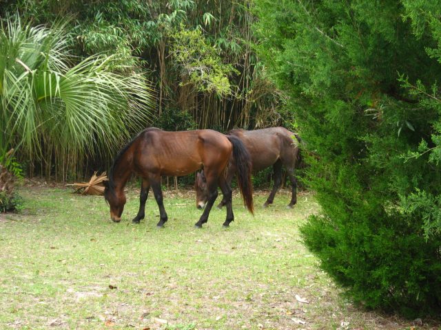 Cumberland Island horse