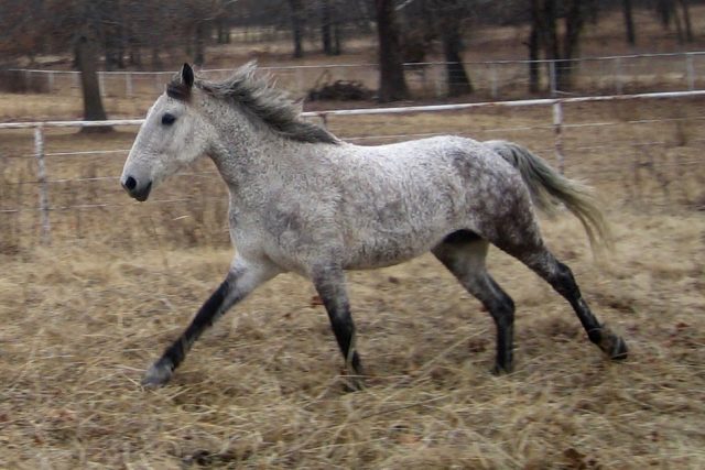 Curly horse