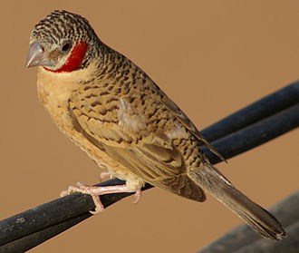 Cut Throat Finch