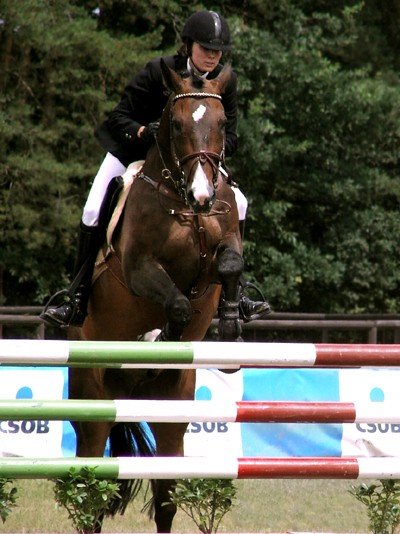 Czech Warmblood horse