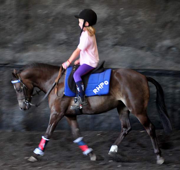 Czechoslovakian Small Riding pony