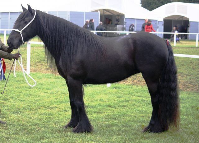 Dales pony