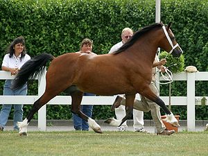 Danish Sport pony