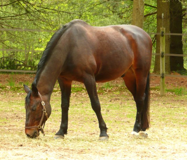 Danish Warmblood horse