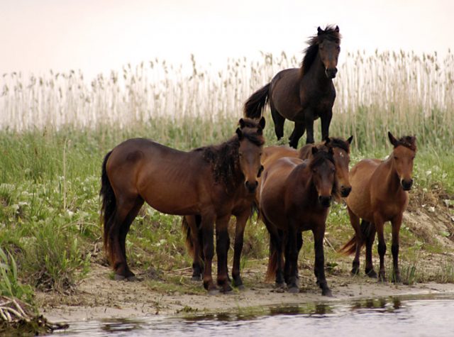 Danube Delta horse