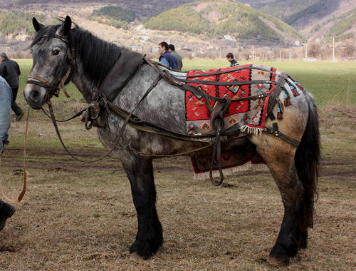 Danubian horse