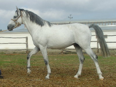Deliboz horse