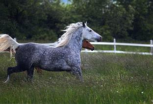 Desert Norman horse