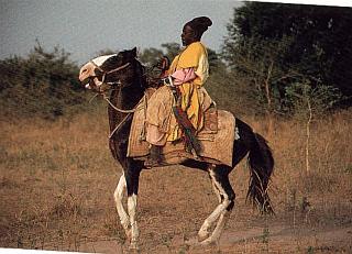 Dongola horse