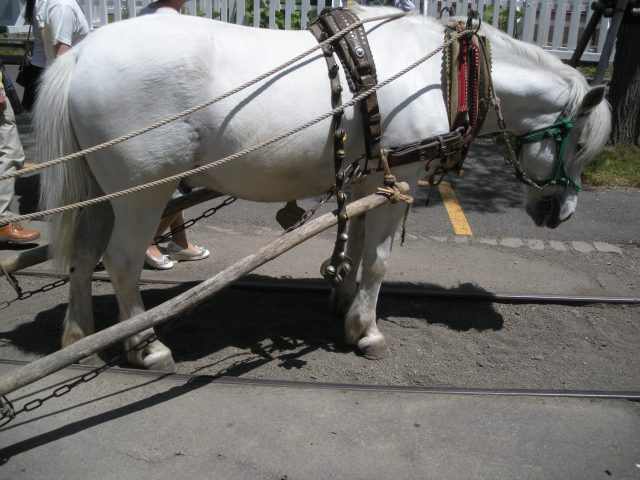 Dosanko horse