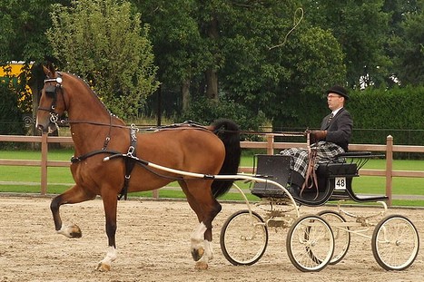 Dutch Harness horse
