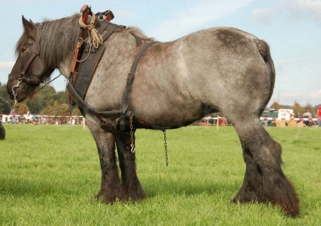 Dutch Heavy Draft horse