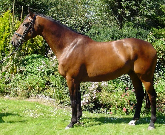 Dutch Warmblood horse