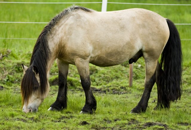Dølehest horse