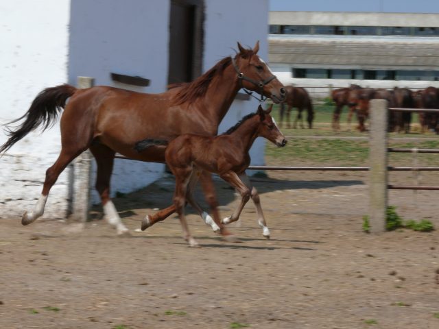 East Bulgarian horse