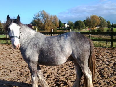 English Cob horse