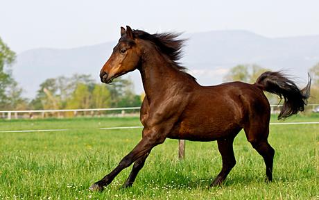 English Thoroughbred horse