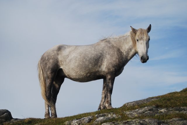 Eriskay pony