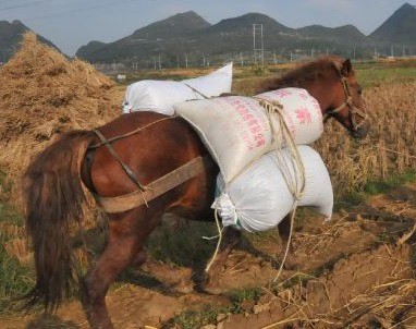 Erlunchun horse
