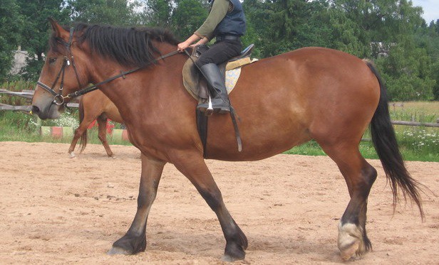 Estonian Draft horse