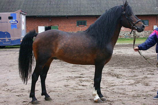 Estonian horse