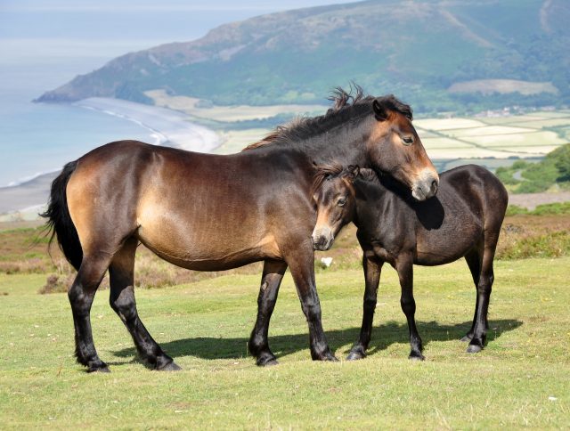 Exmoor pony