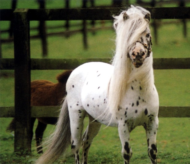 Falabella horse