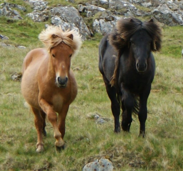 Faroe pony