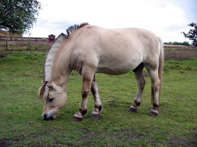 Fjord horse