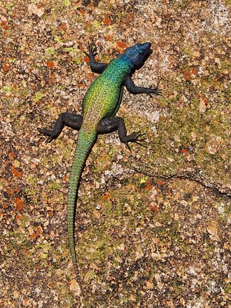 Flat Lizard petmapz by Dr. Katz Your veterinarian endorsed pet