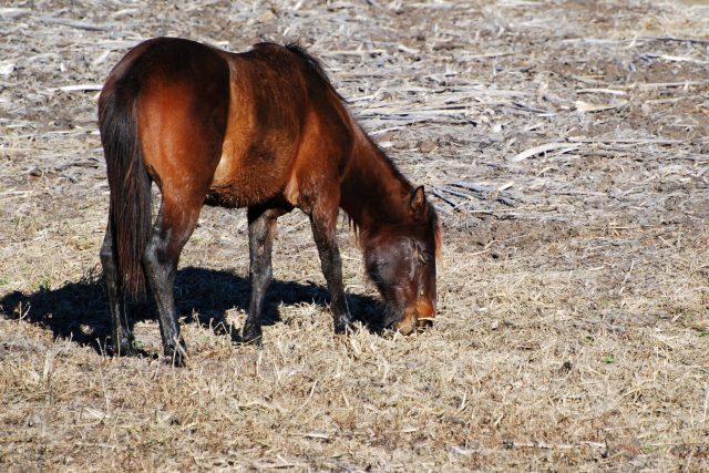 Florida Cracker horse