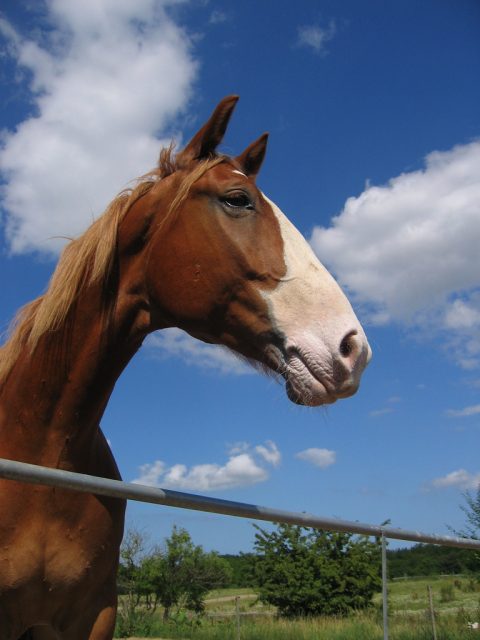 Frederiksborg horse