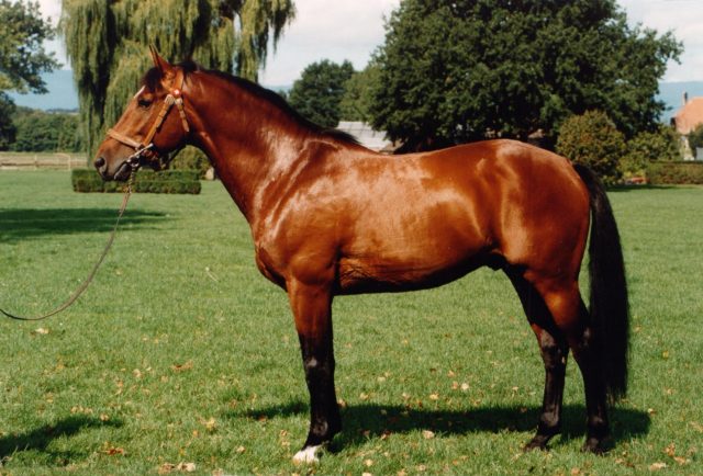 Freiberger horse