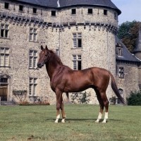 French Anglo Arab horse