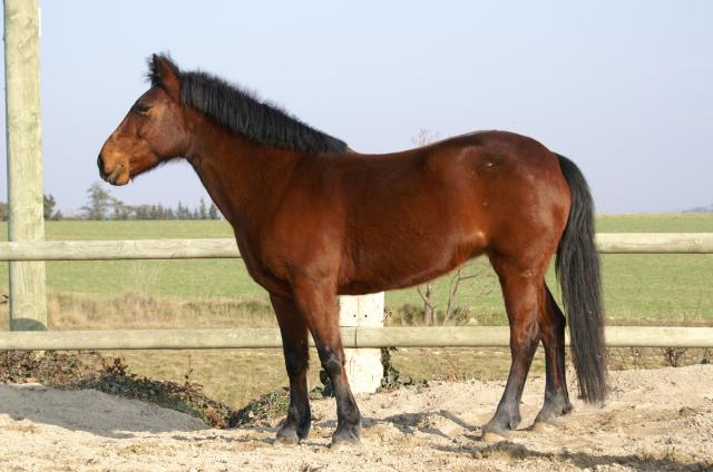 French Saddle pony