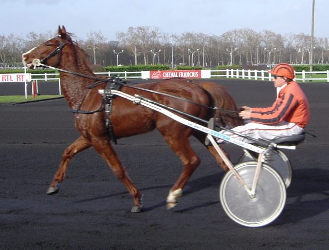 French Trotter horse