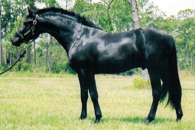 Friesian Sporthorse