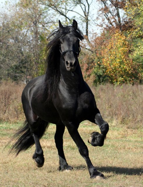 Friesian horse