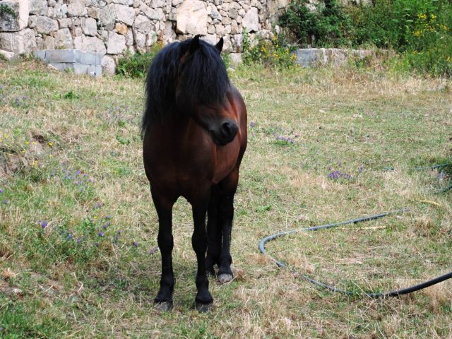 Galician pony