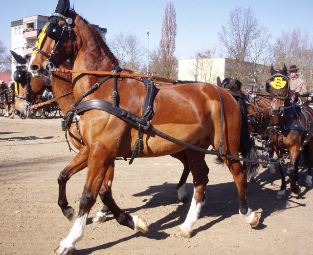 Gelderland horse