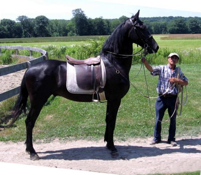 Georgian Grande horse