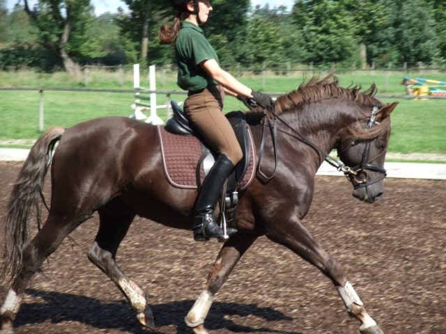 German Riding pony