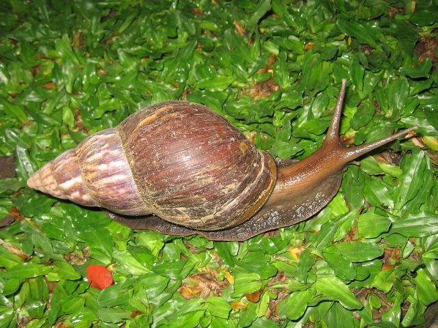 Giant Land Snail