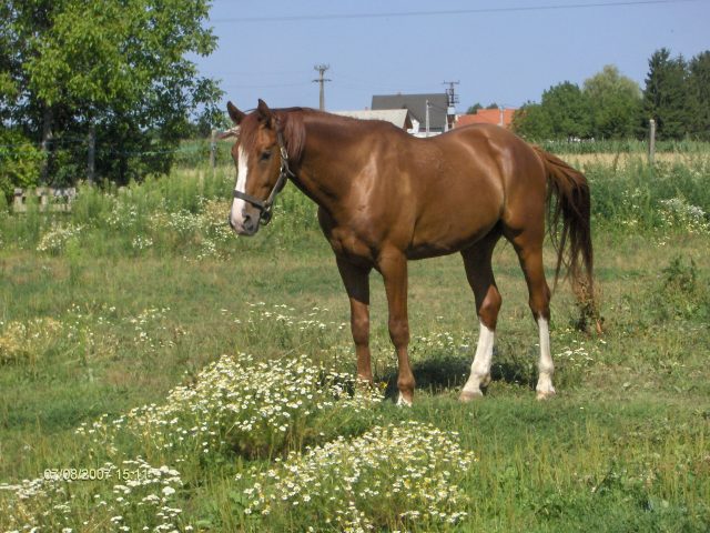 Gidran horse