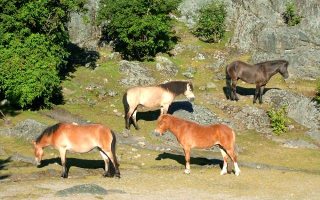 Gotland pony