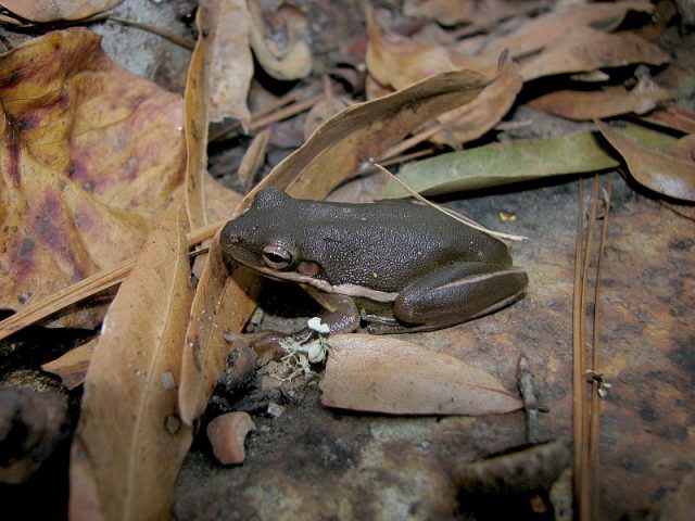 American Green Tree Frog